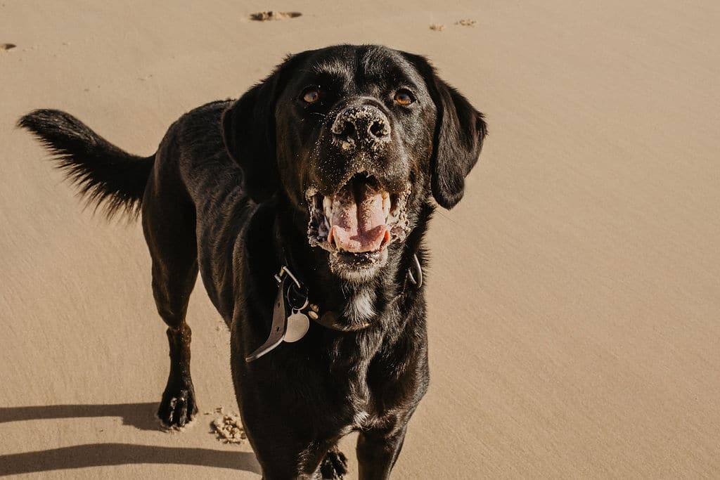Un chien sur la plage pour maison Medor, Rox le labrador d'An