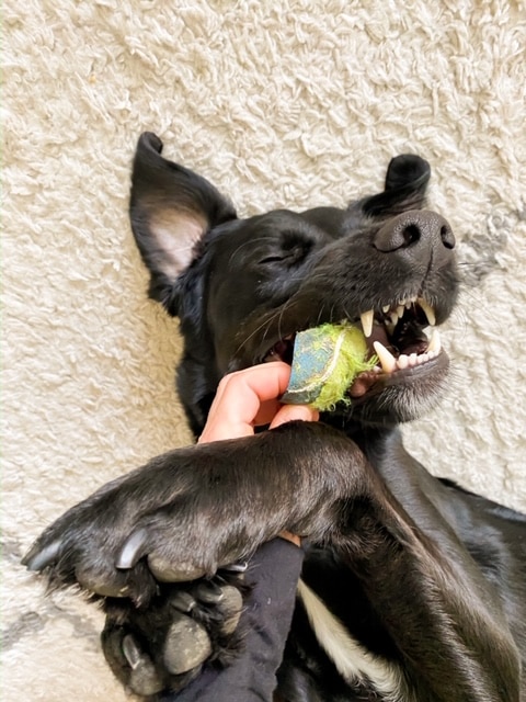 Le chien Rox qui joue avec sa balle pour Maison Medor