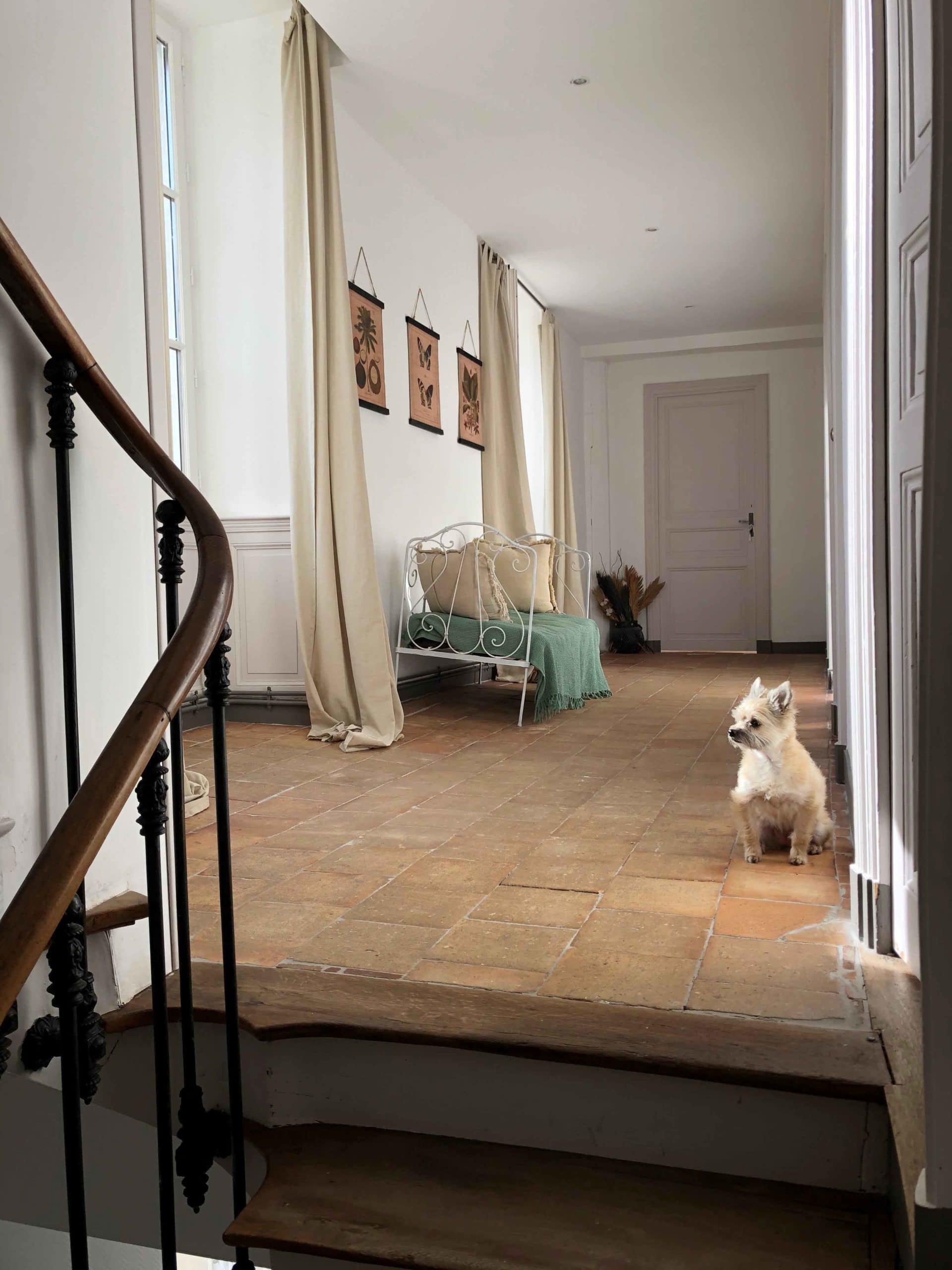 un chien dans la maison pour Maison Medor