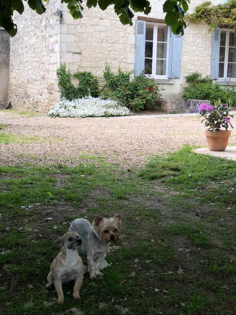 un chien dans le jardin pour Maison Medor