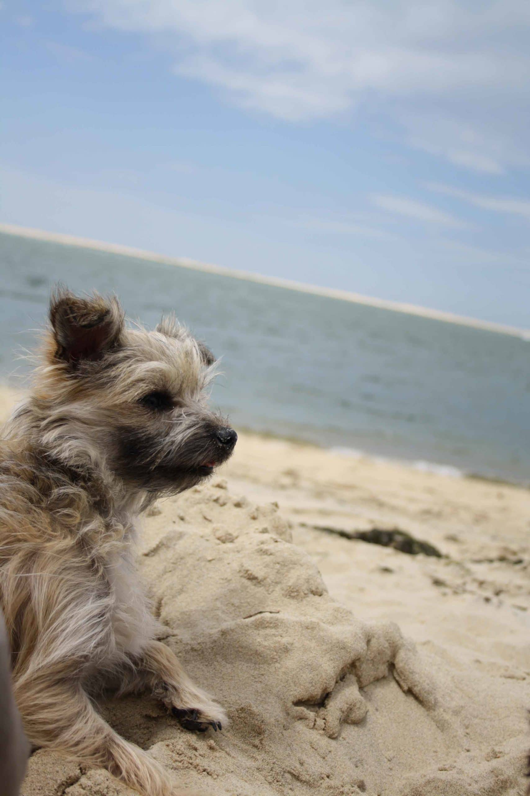 un chien a la plage pour maison medor