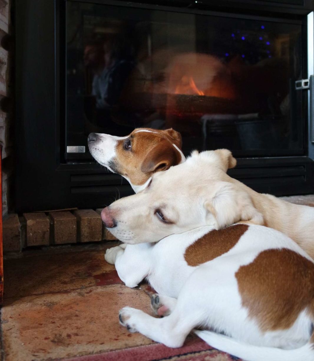 latoupie chien devant la cheminée pour maison médor