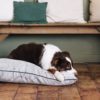 un berger australien couché sur un coussin maison médor made in france