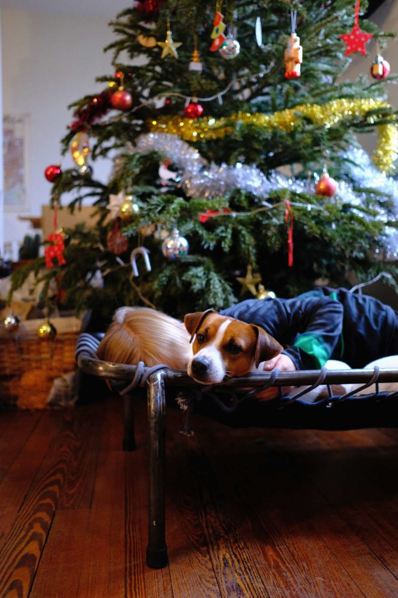 latoupie chien Noël pour maison médor