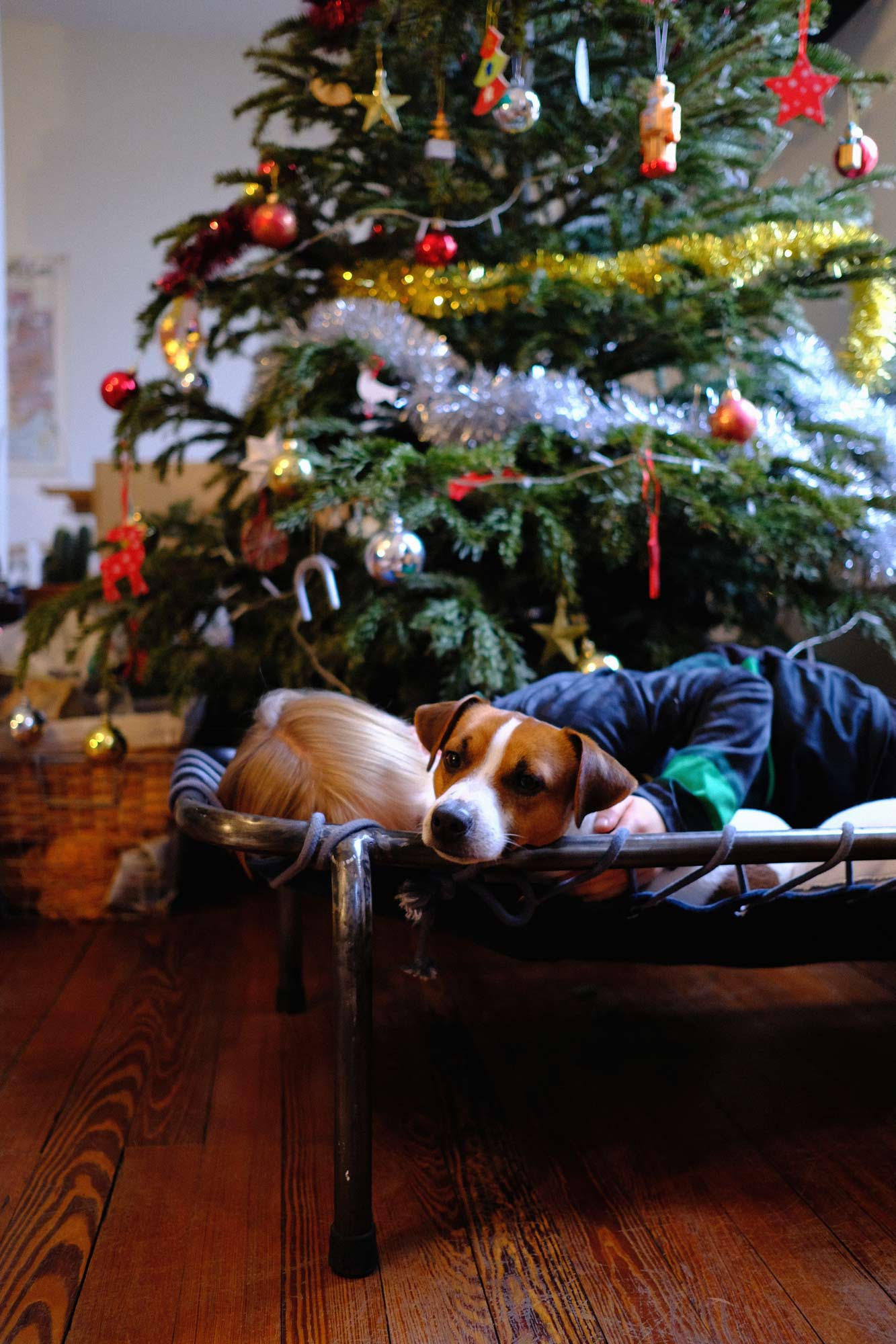 le chien napoleon pour maison medor à noel