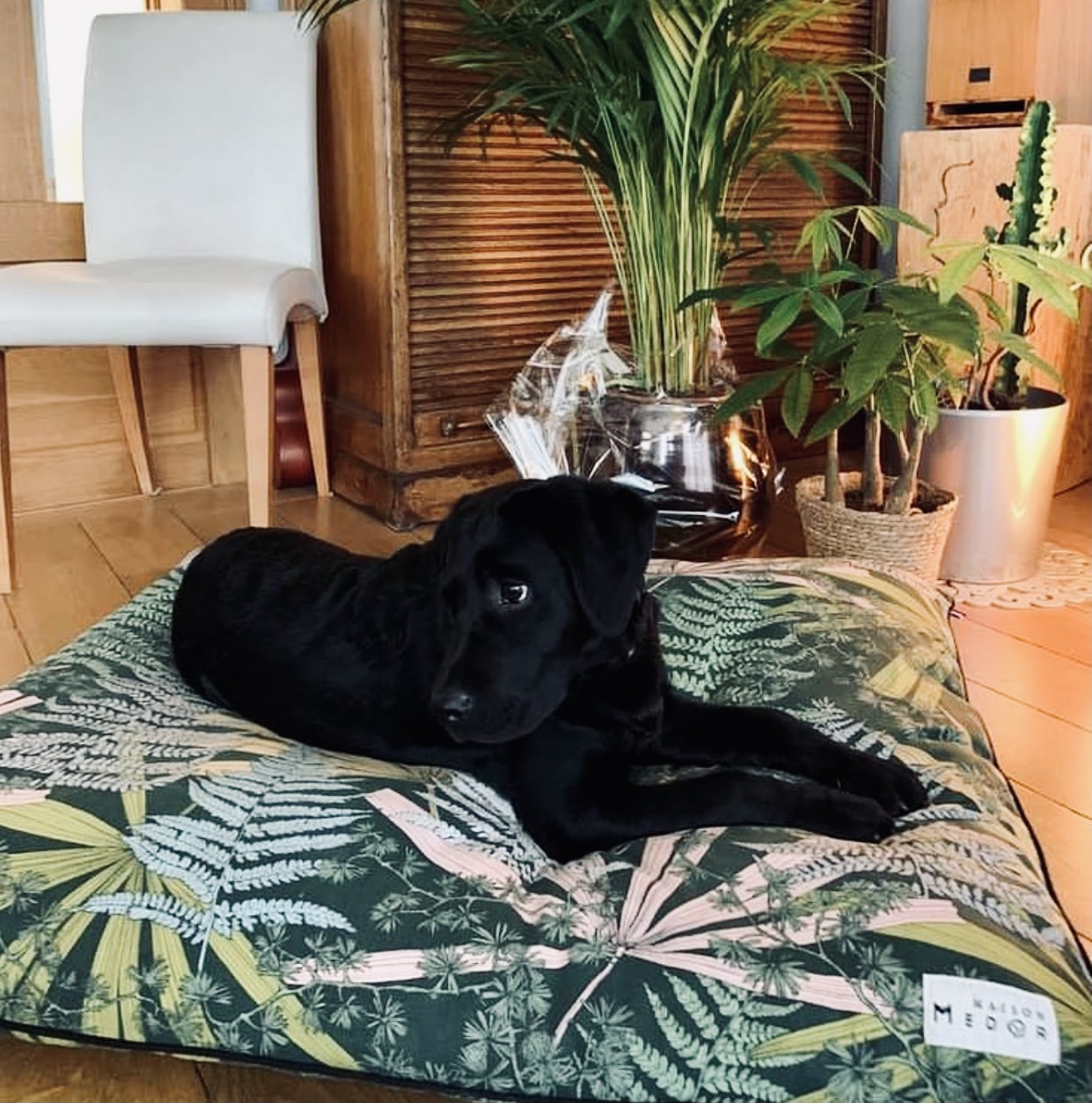 coussin pour chien design motifs feuilles fabrication france - Maison Médor