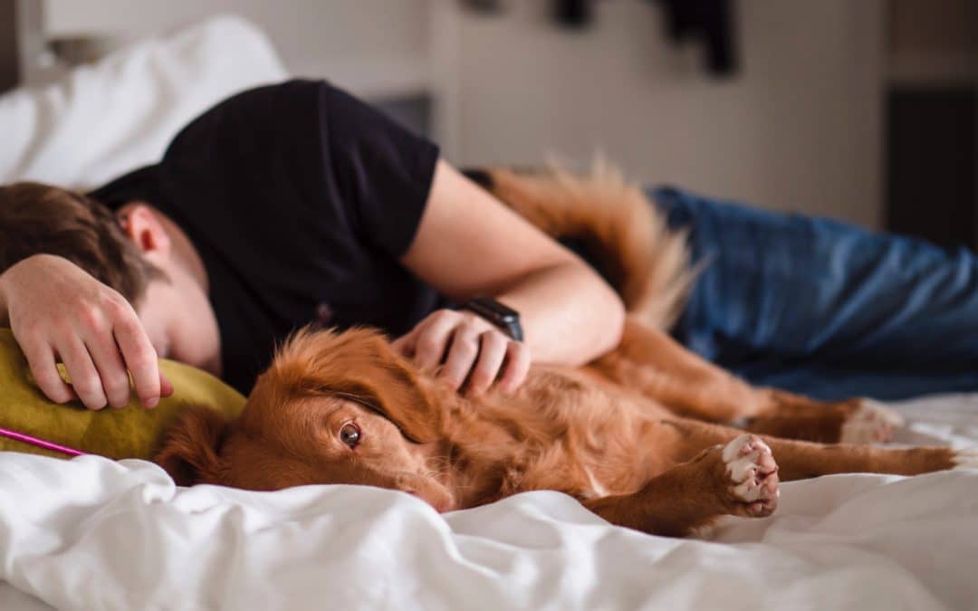 Mon chien dort avec moi, est-ce grave ? Parlons du chien squatteur !