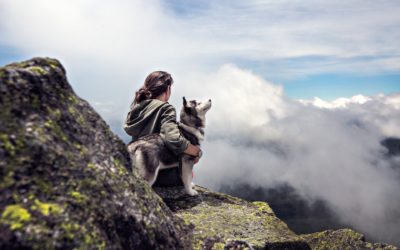 Choisir le panier idéal pour un Husky de Sibérie (Guide pratique)