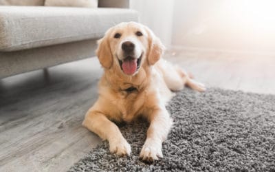 Comment choisir un bon panier pour chien anti acariens ?