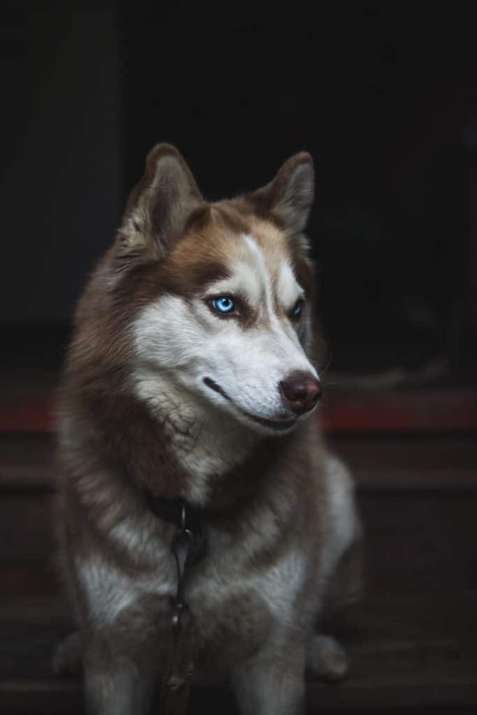 husky adulte aux yeux bleus