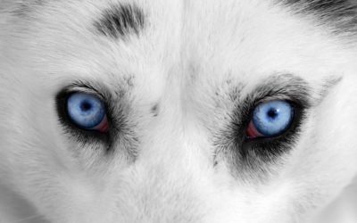 Un Husky a-t-il toujours les yeux bleus ?