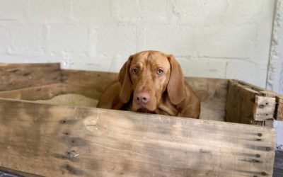 Tout savoir sur le couchage pour chien en bois
