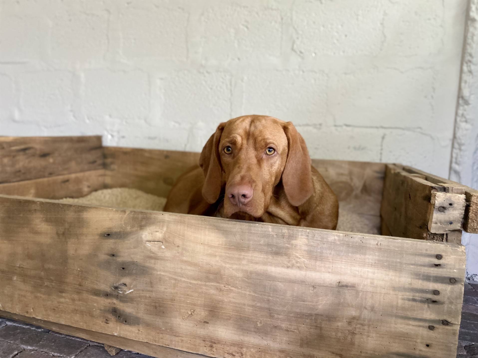 chien dans son lit en bois