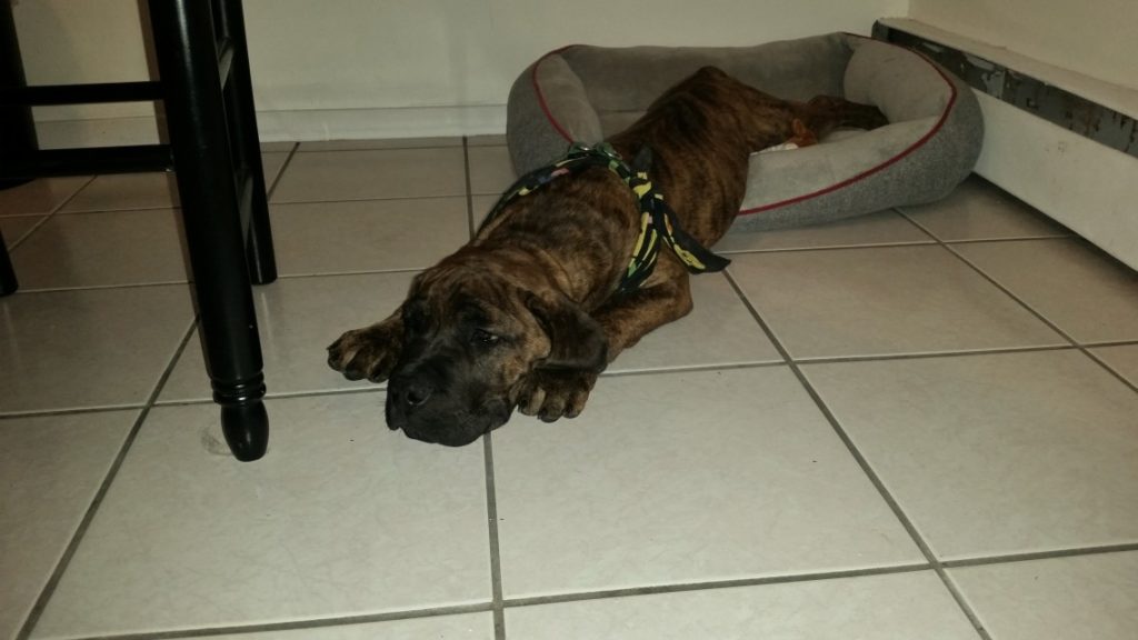 chiot dans un couchage pour chien pas cher