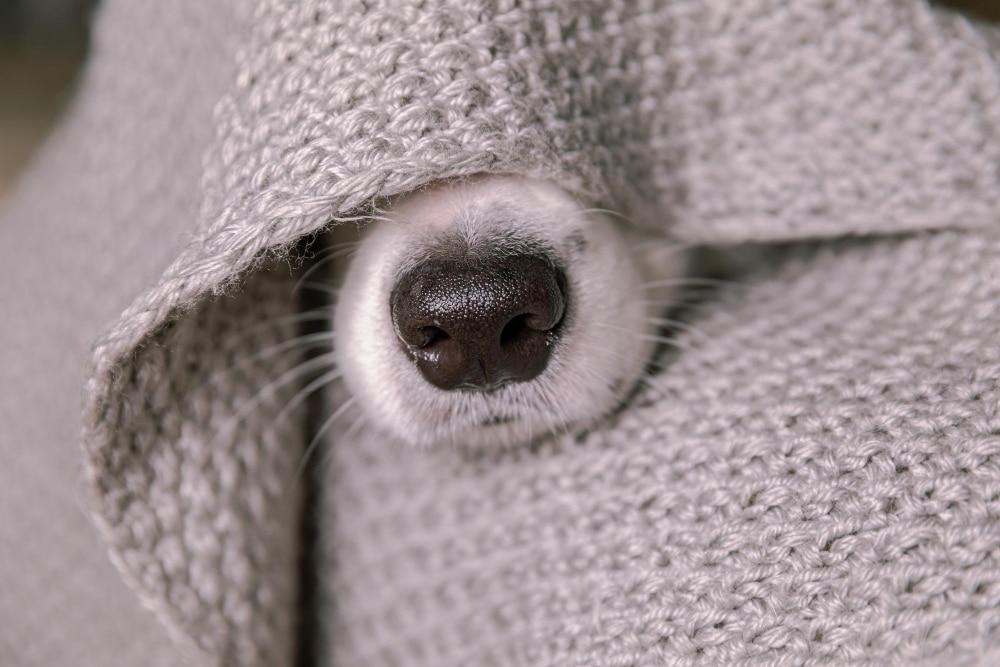 Choisir un couchage chaud pour chien : nos conseils