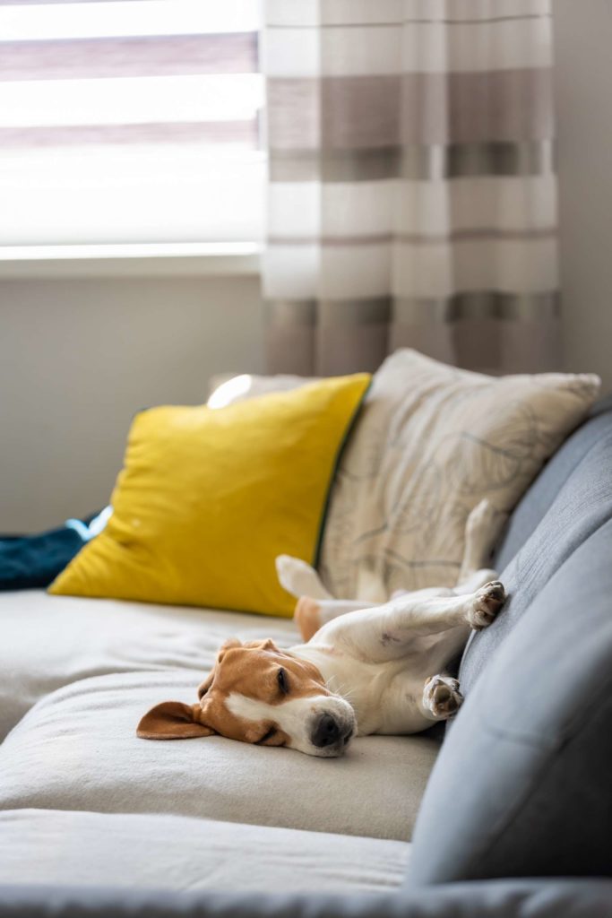 chien heureux en appartement fait une sieste sur un canapé