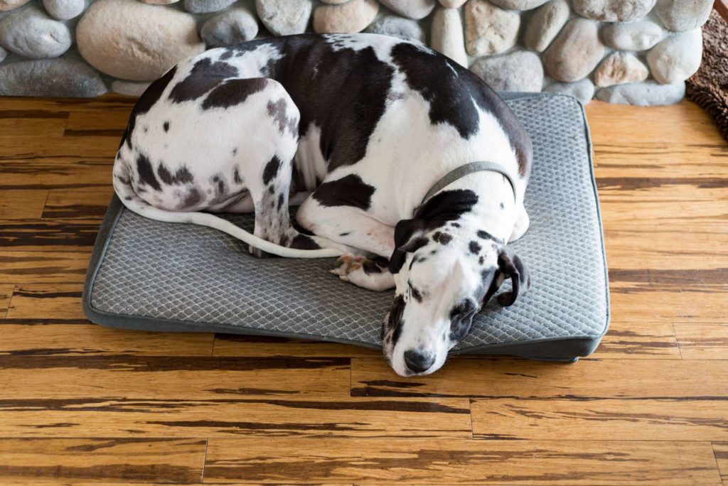 chien dormant sur un couchage bas de gamme trop petit pour lui