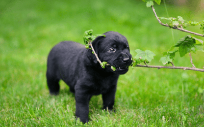 Comment choisir un panier pour un labrador ?