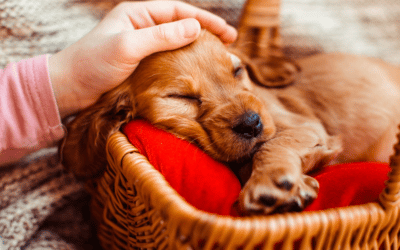 Le banc de couchage pour chien