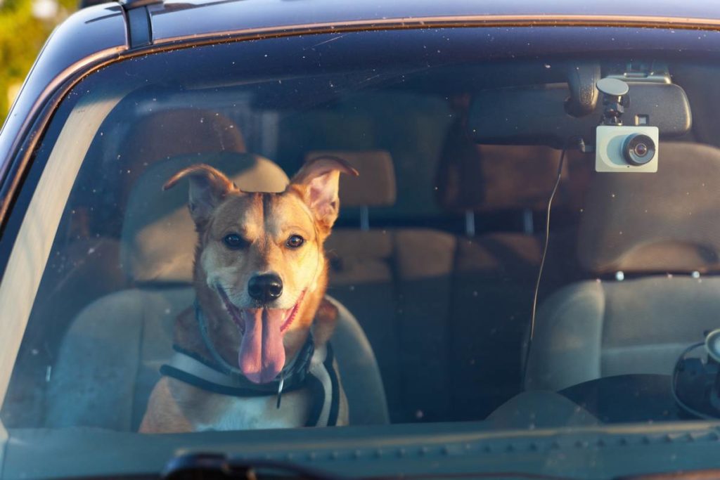 stress du chien en voiture - placer le chien à l'avant