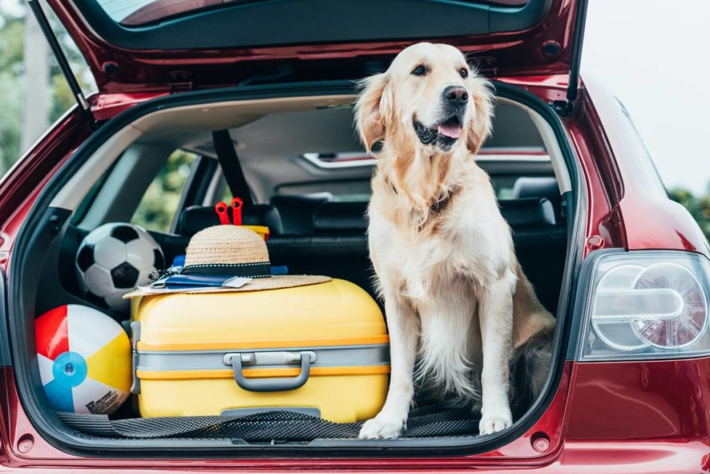 stress du chien en voiture : avoir assez de place pour le chien