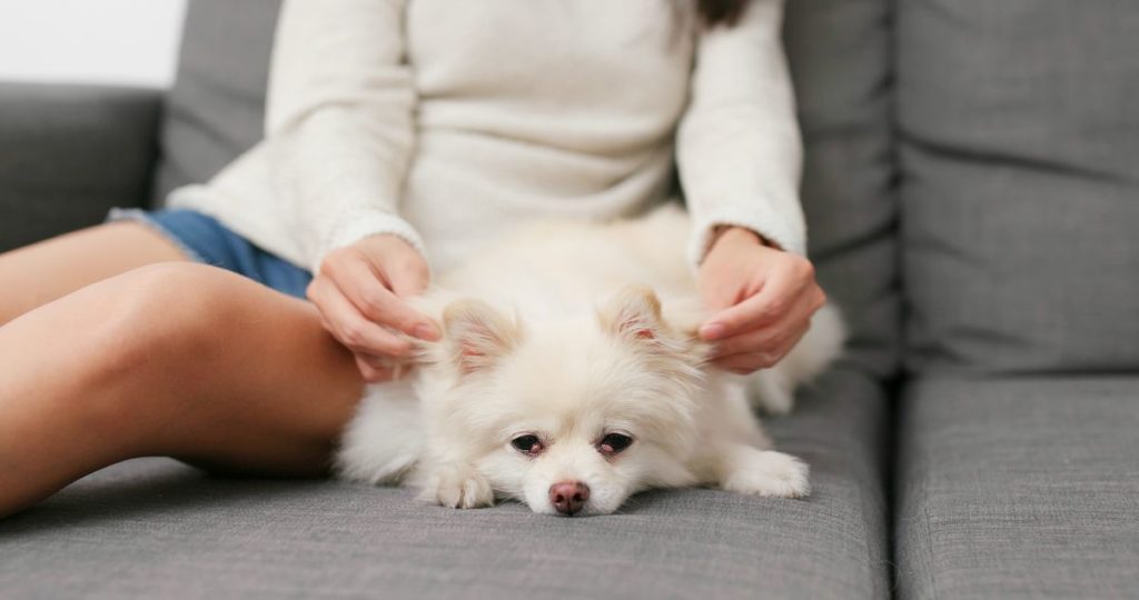 Un traitement naturel du stress du chien : le massage