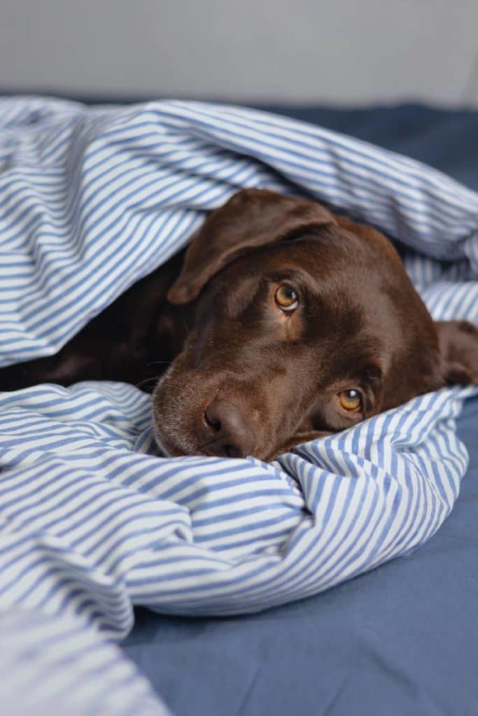 labrador dans un lit