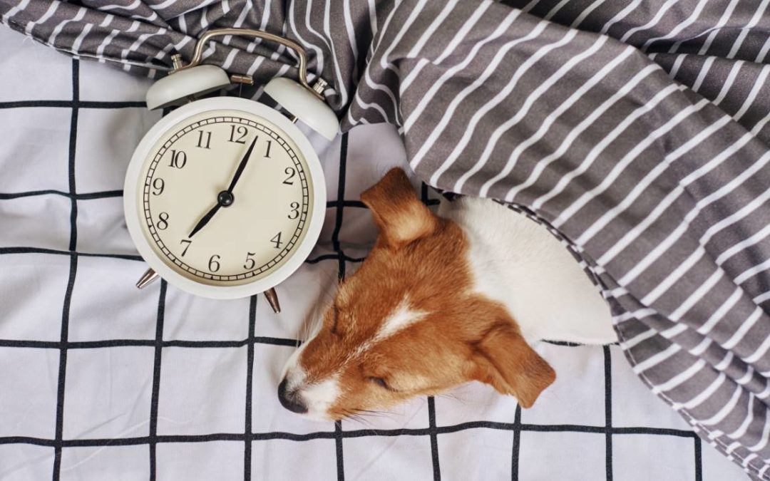 Comment endormir un chien rapidement ?