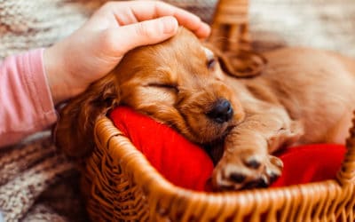 Pourquoi les chiens tournent ils en rond avant de se coucher ?