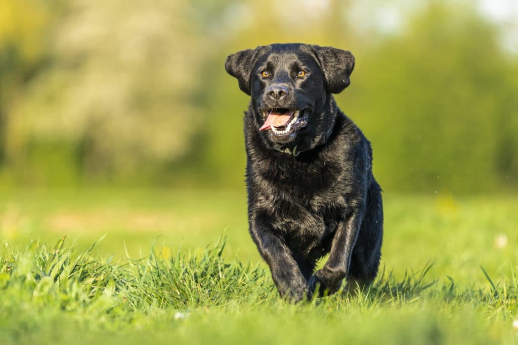 Labrador courant dans un champ, une bonne activité pour améliorer l'espérance de vie d'un labrador